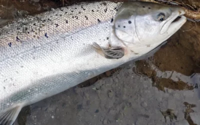 COGEPOMI Compte rendu du groupe technique saumon