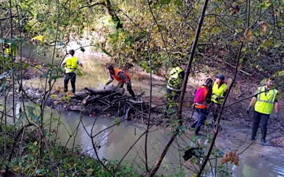 Diagnostics Chevelus du Gave d&rsquo;Oloron  (suite et Fin)