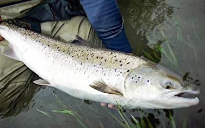 Le saumon atlantique est en danger….