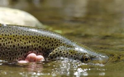 Arrêté Préfectoral 64-2025-12-22-00008