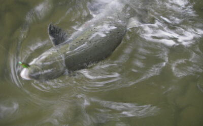 Restauration du ruisseau ARRODER sur la commune de NAVARRENX