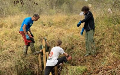 Diagnostics de chevelus du Gave D&rsquo;Oloron