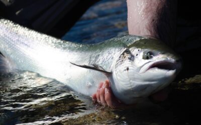 Le CA de la fédération de pêche 64 vote à l&rsquo;unanimité la proposition  de l&rsquo;AAPPMA du Gave d&rsquo;Oloron
